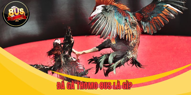 Đá gà Thomo 8US - Sân chơi của những “fan cuồng” cá cược