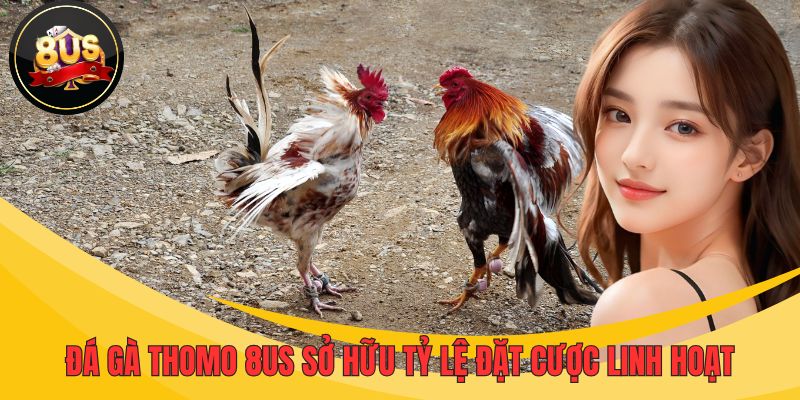 Đá gà Thomo 8US sở hữu tỷ lệ đặt cược linh hoạt 