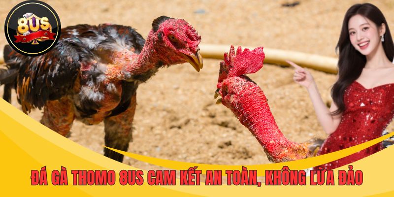 Đá gà Thomo 8US cam kết an toàn, không lừa đảo 