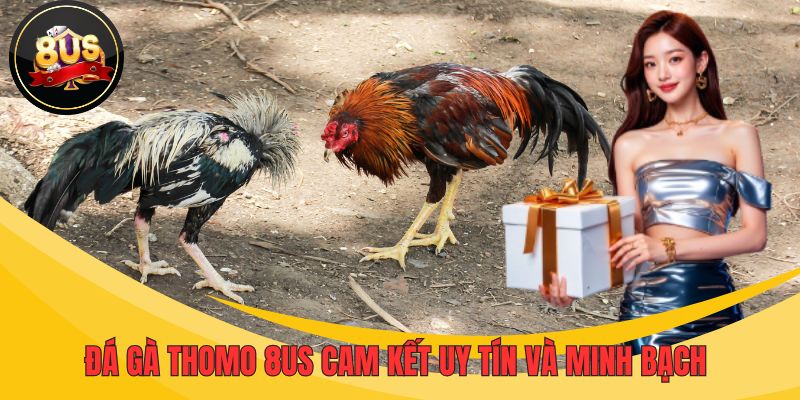 Đá gà Thomo 8US cam kết uy tín và minh bạch 